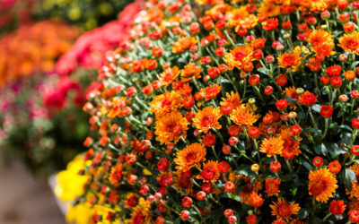 How to extend the life and beauty of your Autumn Mums
