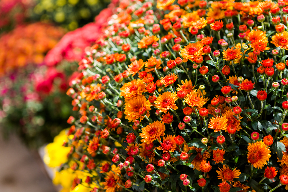 How to extend the life and beauty of your Autumn Mums